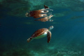   Turtlelight ... Akumal Bay  